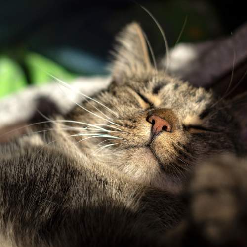 Photo #8688069