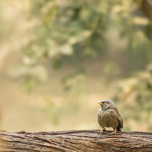Yellow-billed babble in a park in Delhi