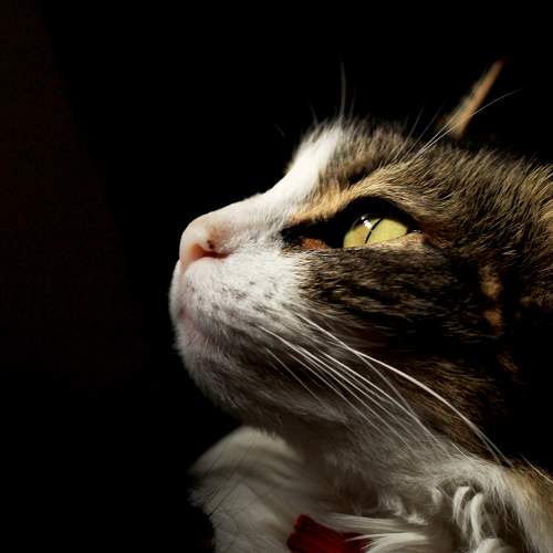 Photo #8688921