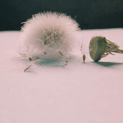 Extinction