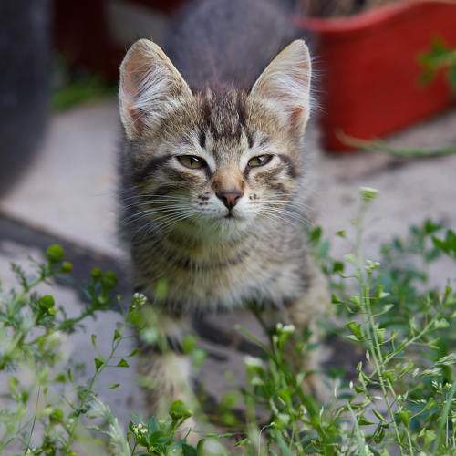 Photo #8690115
