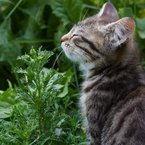 Photo #8690116
