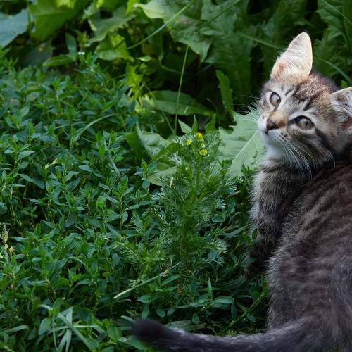 Photo #8690117