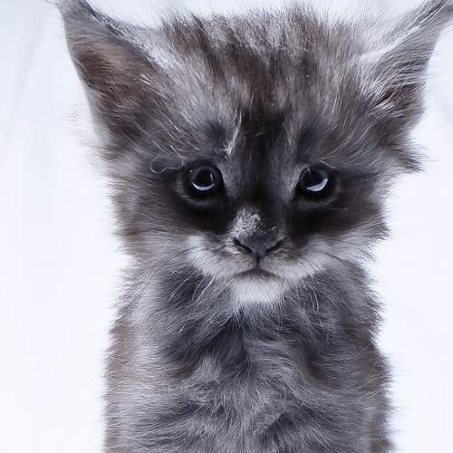 Photo #8690279