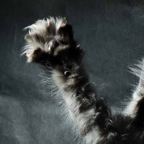 Photo #8690291