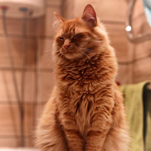 Photo #8691183