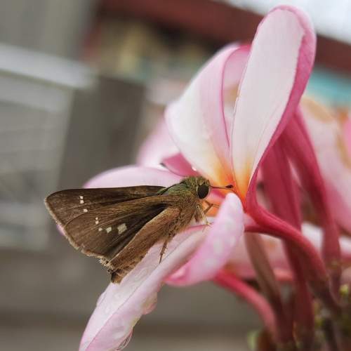 Photo #8691190