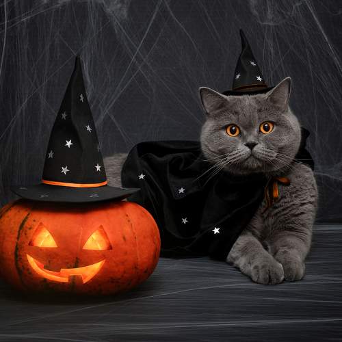 Photo #8691381