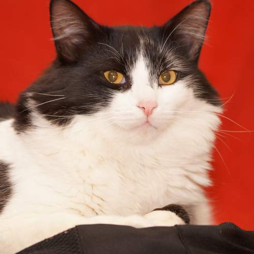Photo #8691446
