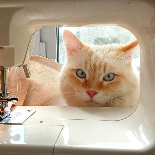 Котюрье / Catturier