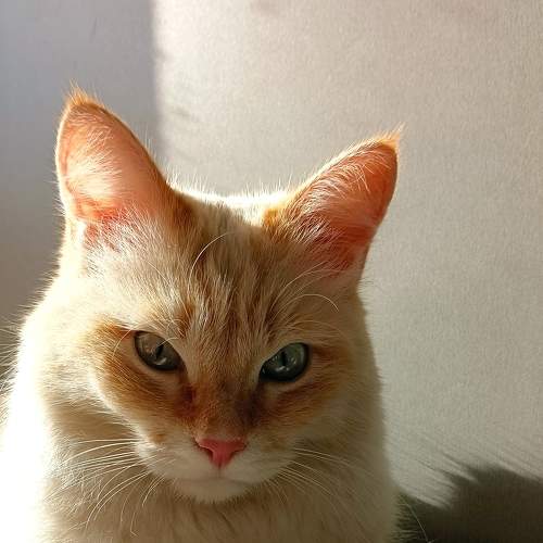 Мой сфинкс/My sphinx