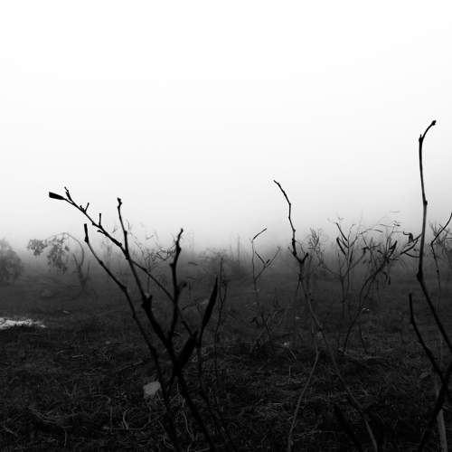 Photo #8691532