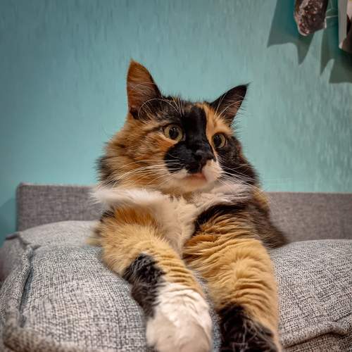 Photo #8691819