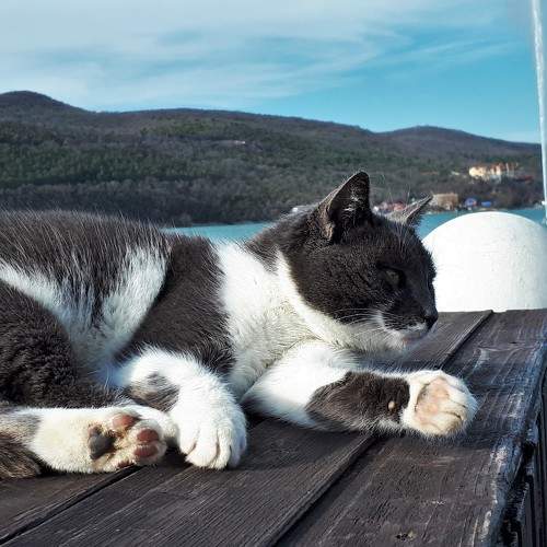Photo #8691868