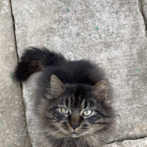 Photo #8693431