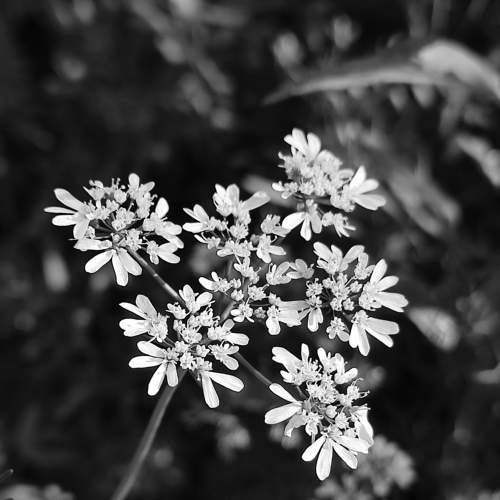 Coriander flowers