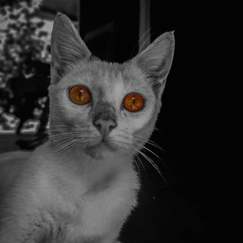 Photo #8693673