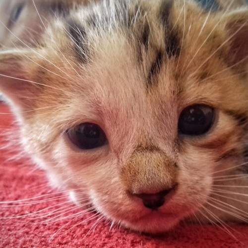 Photo #8693676