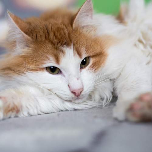 Photo #8693679