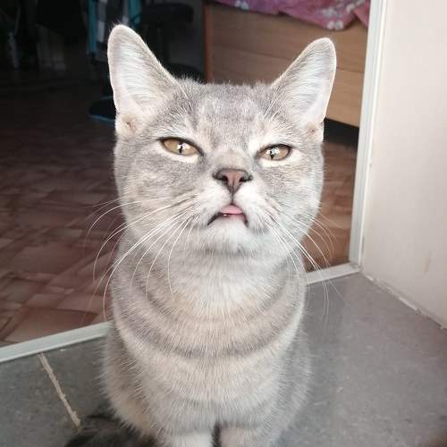 Photo #8693975