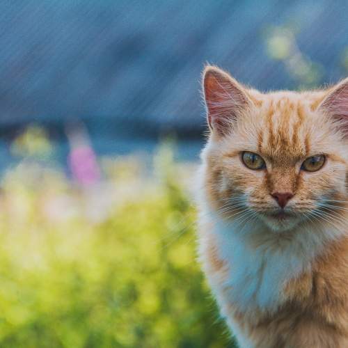 Photo #8694154