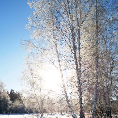 Photo #8694730