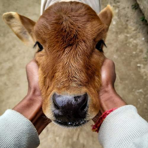 Cow baby