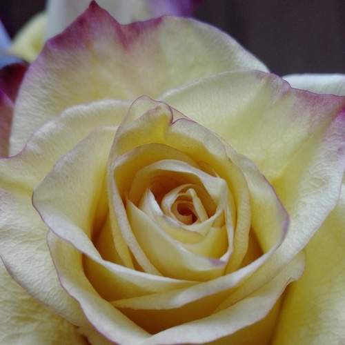Photo #8695300