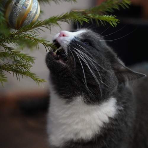 Photo #8695925