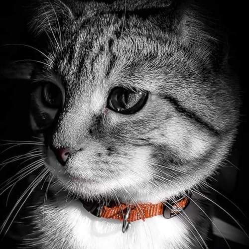 Photo #8695983