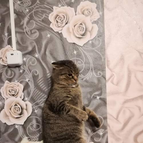 Photo #8696157