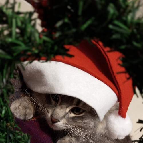 Photo #8696395