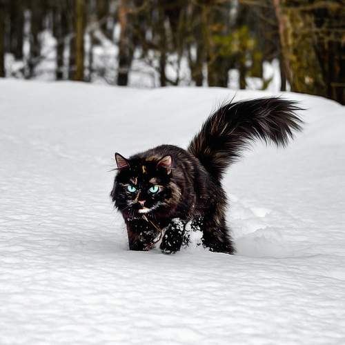 Photo #8696672