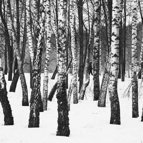 Photo #8697566