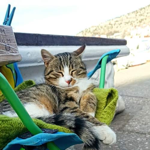 Photo #8697747