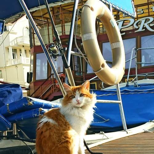 Photo #8697765