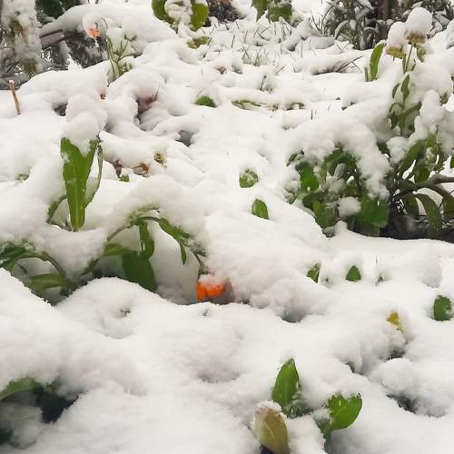 Photo #8698130