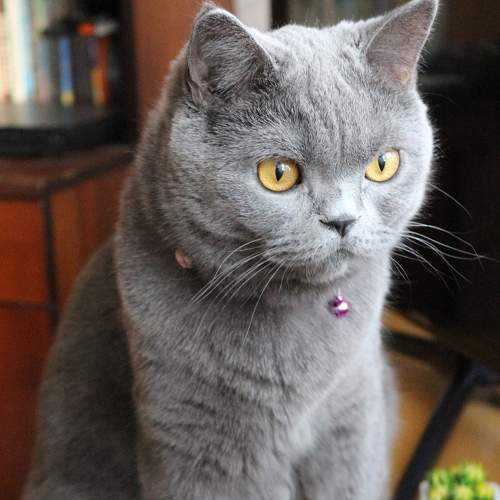 Photo #8698920