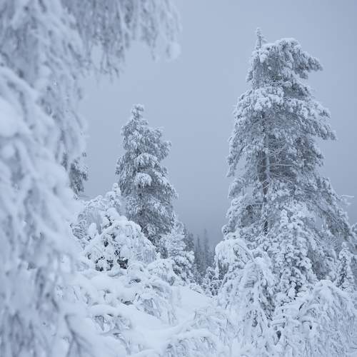 Photo #8699510