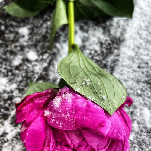 Photo #8699708