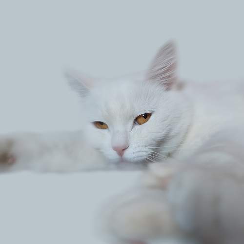 Photo #8699886