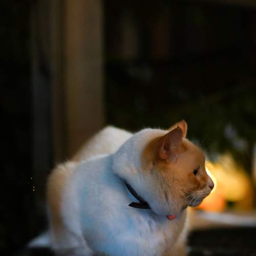 Photo #8700166