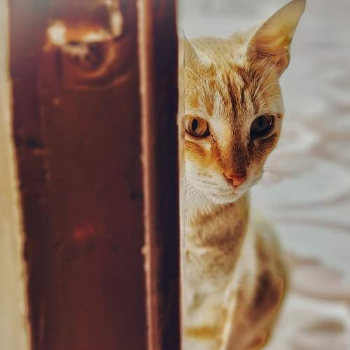 Photo #8700311