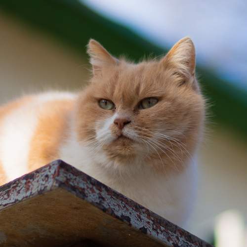 Photo #8700709