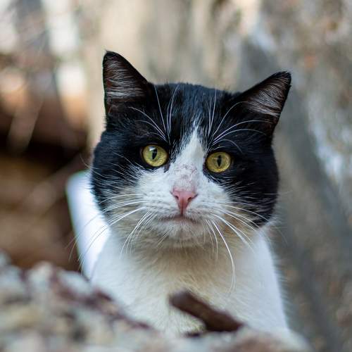 Photo #8700710