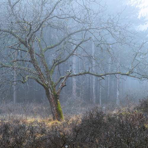 Photo #8700758