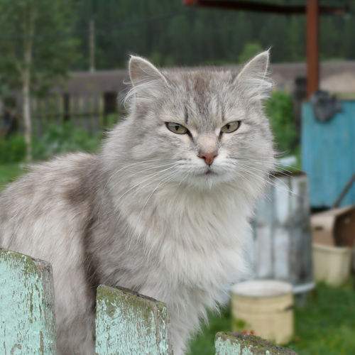 кошка Муся