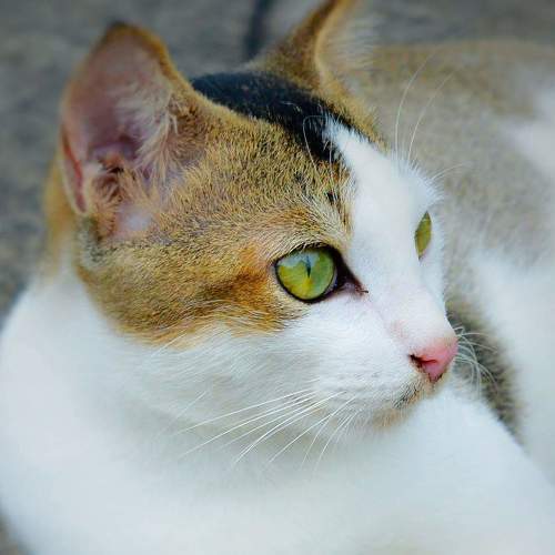 Photo #8701628