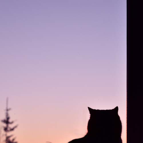 Photo #8702174
