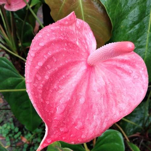 Photo #8702237